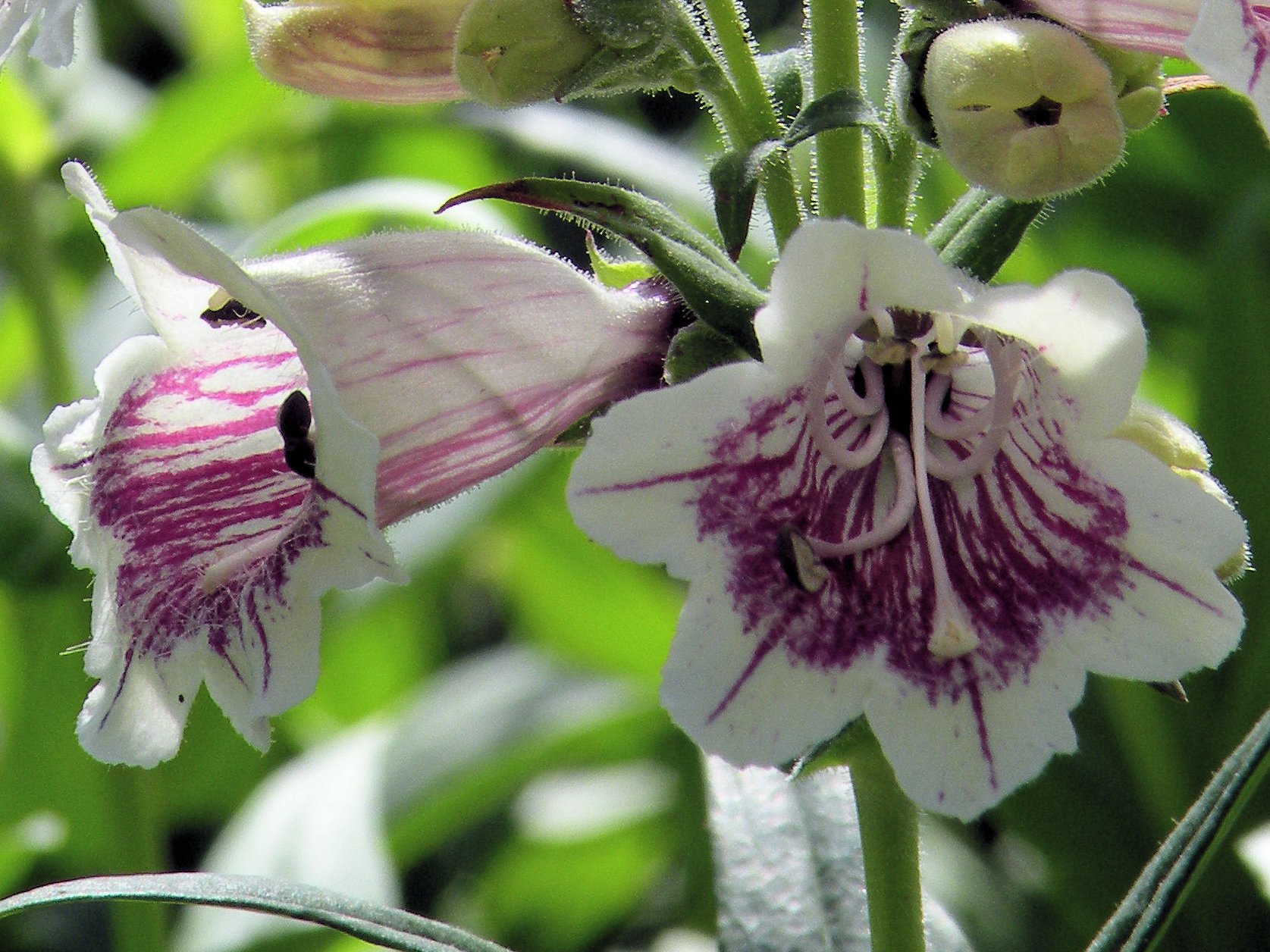 Penstemon Mother of Pearl